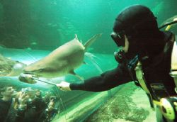 Shark Feed. Nikon D70 14mm lens by Grant Kennedy 